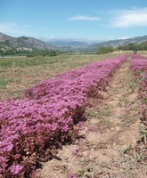 parcelle Sedum