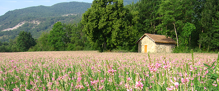 parcelle de sainfoin